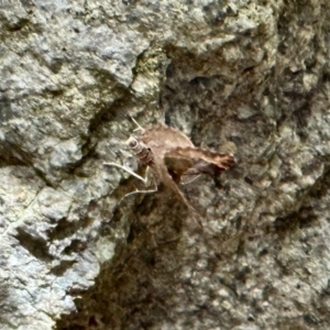 Epyaxa subidaria at Aranda, ACT - 27 Oct 2022