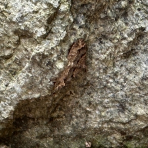 Epyaxa subidaria at Aranda, ACT - 27 Oct 2022