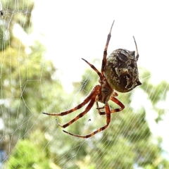 Backobourkia brounii (Broun's orb weaver) at Crooked Corner, NSW - 27 Feb 2022 by Milly