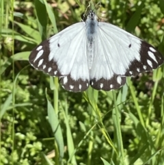 Belenois java (Caper White) at Lake George, NSW - 27 Oct 2022 by JaneR