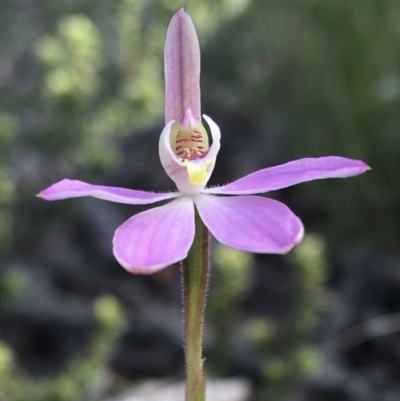Caladenia carnea (Pink Fingers) at Wamboin, NSW - 8 Oct 2021 by Devesons