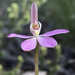 Caladenia carnea (Pink Fingers) at Wamboin, NSW - 8 Oct 2021 by Devesons