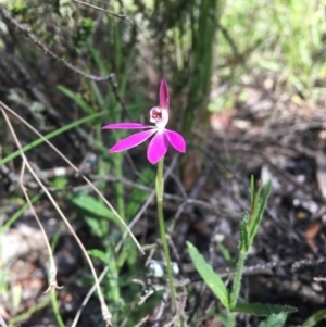 Caladenia carnea at Wamboin, NSW - 8 Oct 2021