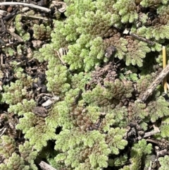 Azolla filiculoides (Water Fern) at Lake George, NSW - 27 Oct 2022 by JaneR