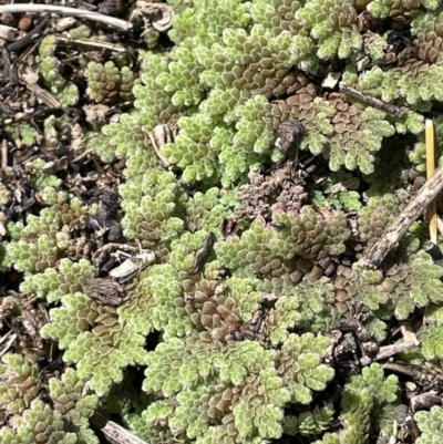 Azolla filiculoides (Water Fern) at Lake George, NSW - 27 Oct 2022 by JaneR