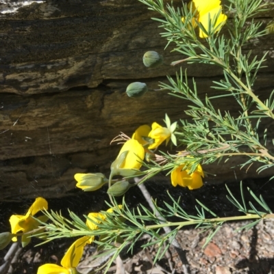 Gompholobium huegelii (pale wedge–pea) at Wamboin, NSW - 8 Nov 2020 by Devesons