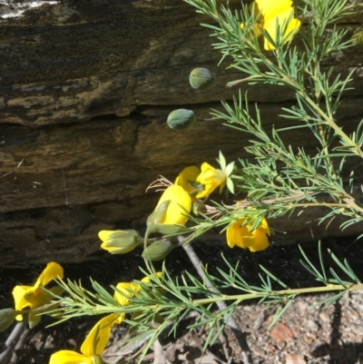 Gompholobium huegelii (pale wedge–pea) at Wamboin, NSW - 7 Nov 2020 by Devesons