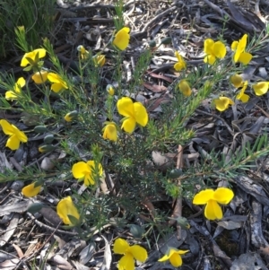 Gompholobium huegelii at Wamboin, NSW - 8 Nov 2020