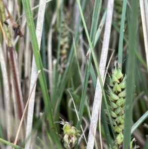 Carex bichenoviana at Lake George, NSW - 27 Oct 2022