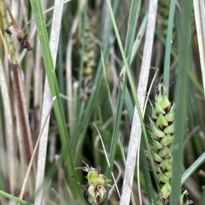 Carex bichenoviana (A Sedge ) at Lake George, NSW - 27 Oct 2022 by JaneR