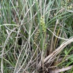 Carex bichenoviana at Lake George, NSW - 27 Oct 2022