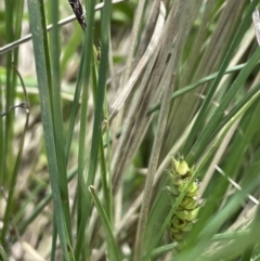 Carex bichenoviana at Lake George, NSW - 27 Oct 2022