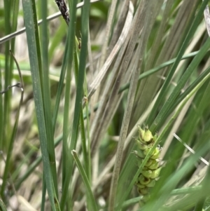 Carex bichenoviana at Lake George, NSW - 27 Oct 2022 02:33 PM