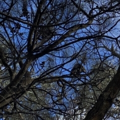 Calyptorhynchus lathami (Glossy Black-Cockatoo) at Mount Majura - 27 Oct 2022 by rosiecooney