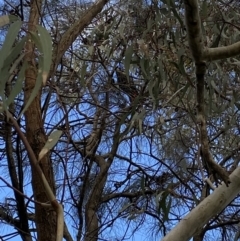 Calyptorhynchus lathami at Hackett, ACT - 27 Oct 2022