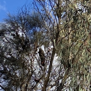 Calyptorhynchus lathami lathami at Hackett, ACT - suppressed