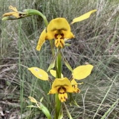 Diuris nigromontana (Black Mountain Leopard Orchid) at Aranda, ACT - 27 Oct 2022 by KMcCue