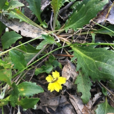 Goodenia hederacea subsp. hederacea (Ivy Goodenia, Forest Goodenia) at Wamboin, NSW - 3 Dec 2021 by Devesons