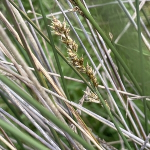 Carex tereticaulis at Lake George, NSW - 27 Oct 2022
