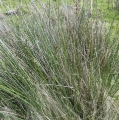 Carex tereticaulis at Lake George, NSW - 27 Oct 2022