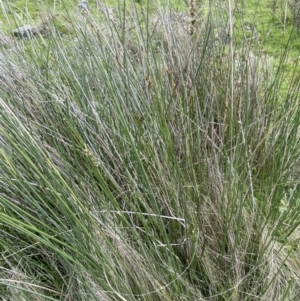 Carex tereticaulis at Lake George, NSW - 27 Oct 2022