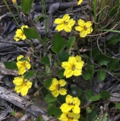 Goodenia hederacea subsp. hederacea (Ivy Goodenia, Forest Goodenia) at Wamboin, NSW - 3 Dec 2021 by Devesons