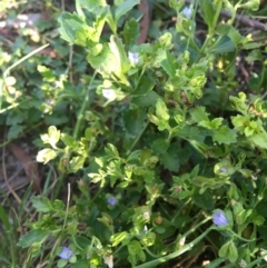 Veronica calycina (Hairy Speedwell) at Wamboin, NSW - 26 Oct 2021 by Devesons