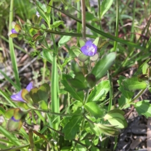 Veronica calycina at Wamboin, NSW - 26 Oct 2021