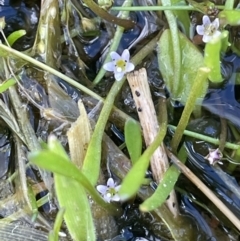 Glossostigma elatinoides (Small Mud-mat) at Lake George, NSW - 27 Oct 2022 by JaneR