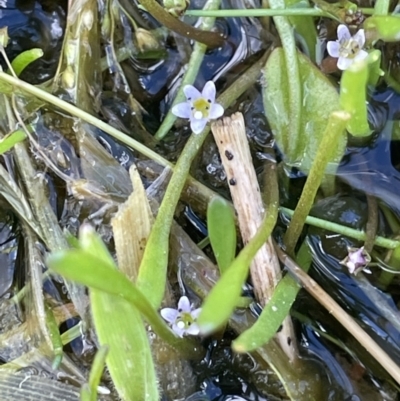 Glossostigma elatinoides (Small Mud-mat) at QPRC LGA - 27 Oct 2022 by JaneR