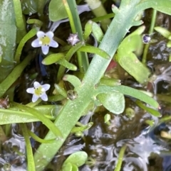 Glossostigma elatinoides at Lake George, NSW - 27 Oct 2022