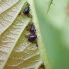 Myzus cerasi (Black Cherry Aphid) at Murrumbateman, NSW - 26 Oct 2022 by SimoneC