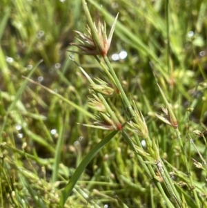 Juncus capitatus at Lake George, NSW - 27 Oct 2022 02:00 PM