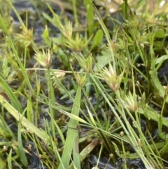 Juncus capitatus at Lake George, NSW - 27 Oct 2022 02:00 PM