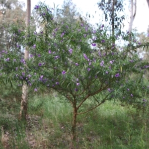 Solanum linearifolium at Hughes, ACT - 26 Oct 2022 06:53 PM