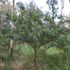 Solanum linearifolium (Kangaroo Apple) at Hughes Grassy Woodland - 26 Oct 2022 by LisaH