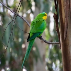 Polytelis swainsonii (Superb Parrot) at Hughes Grassy Woodland - 27 Oct 2022 by LisaH