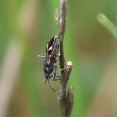 Dieuches maculicollis (Black-and-white seed bug) at Hughes, ACT - 23 Oct 2022 by LisaH