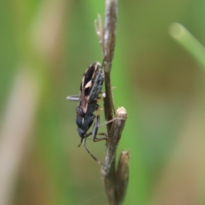 Dieuches sp. (genus) at Hughes, ACT - 23 Oct 2022 03:44 PM