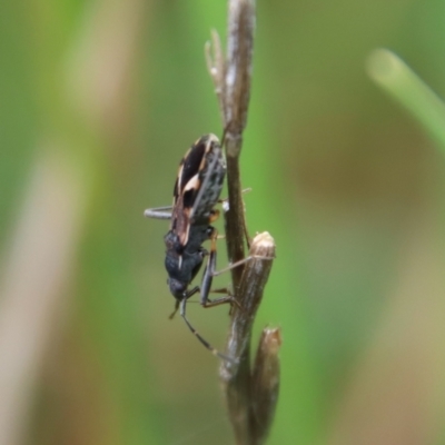 Dieuches maculicollis (Black-and-white seed bug) at Hughes Grassy Woodland - 23 Oct 2022 by LisaH