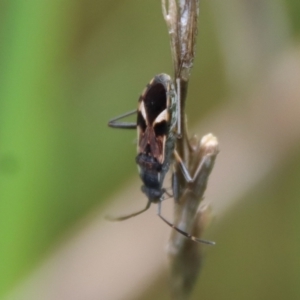 Dieuches maculicollis at Hughes, ACT - 23 Oct 2022