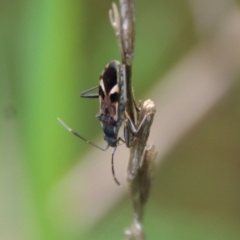 Dieuches maculicollis at Hughes, ACT - 23 Oct 2022