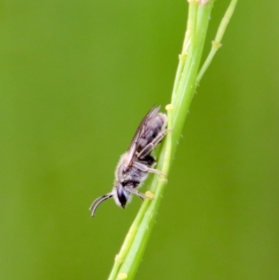 Lasioglossum (Chilalictus) lanarium (Halictid bee) at GG99 - 23 Oct 2022 by LisaH