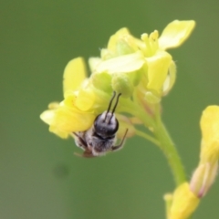 Lasioglossum (Chilalictus) lanarium at Hughes, ACT - 23 Oct 2022