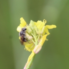 Lasioglossum (Chilalictus) lanarium at Hughes, ACT - 23 Oct 2022