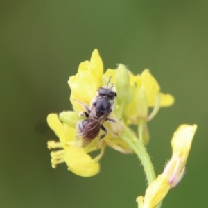 Lasioglossum (Chilalictus) lanarium at Hughes, ACT - 23 Oct 2022