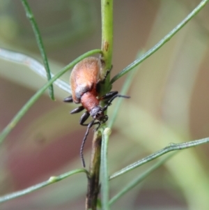 Ecnolagria grandis at Hughes, ACT - 23 Oct 2022