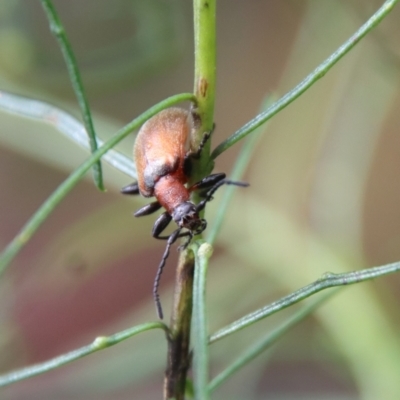 Ecnolagria grandis (Honeybrown beetle) at Hughes Grassy Woodland - 23 Oct 2022 by LisaH