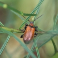 Ecnolagria grandis at Hughes, ACT - 23 Oct 2022