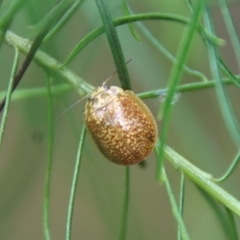 Paropsisterna cloelia (Eucalyptus variegated beetle) at Hughes Grassy Woodland - 23 Oct 2022 by LisaH